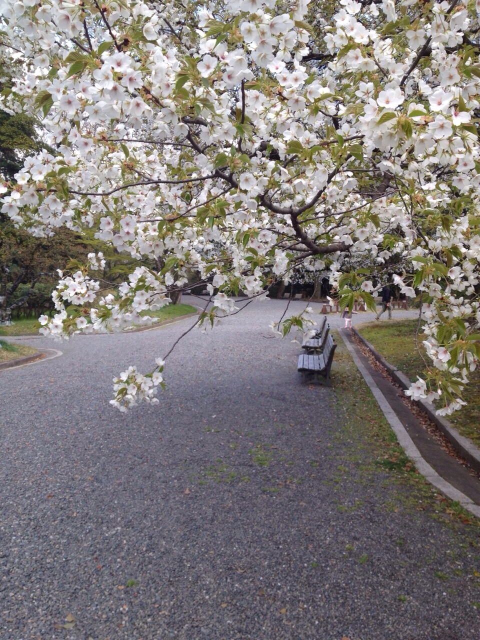 御所の桜が見頃です
